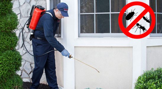 Çay Kemirgen İlaçlama böcek ilaçlama ve haşere kontrolü — ilaclama-tr.com